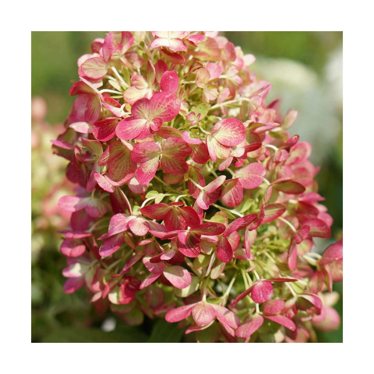 Hortensia paniculata Graffiti® 'Rou201406', Hydrangea paniculata