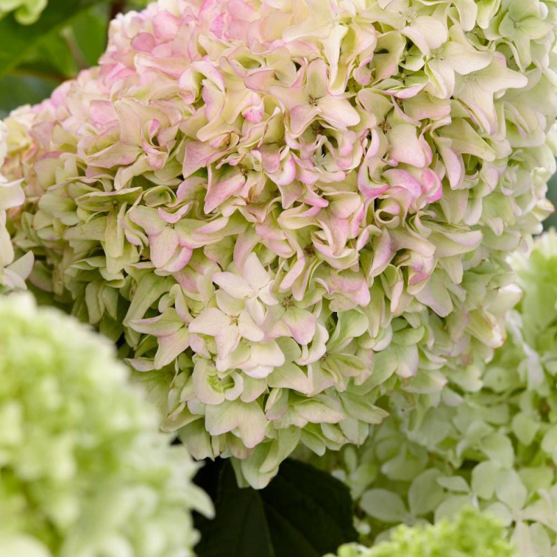 Hortensia paniculata Little Fresco® : Arbuste compact à fleurs blanc ...