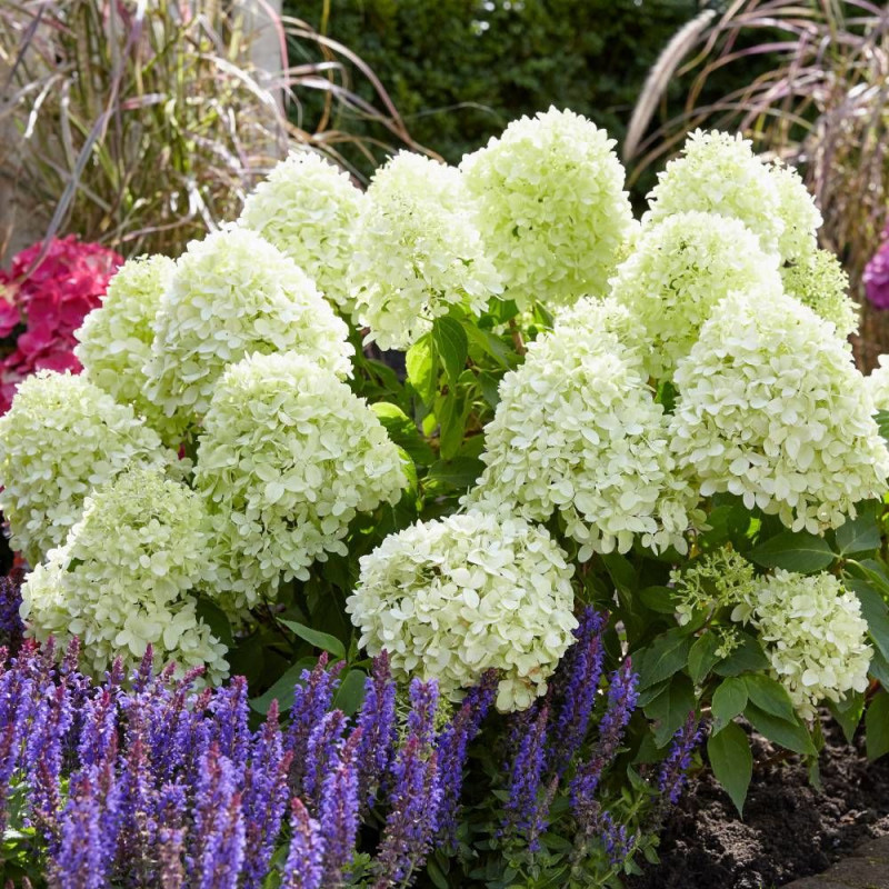 Hortensia paniculata Little Spooky® 'GRHP08', Hydrangea paniculata