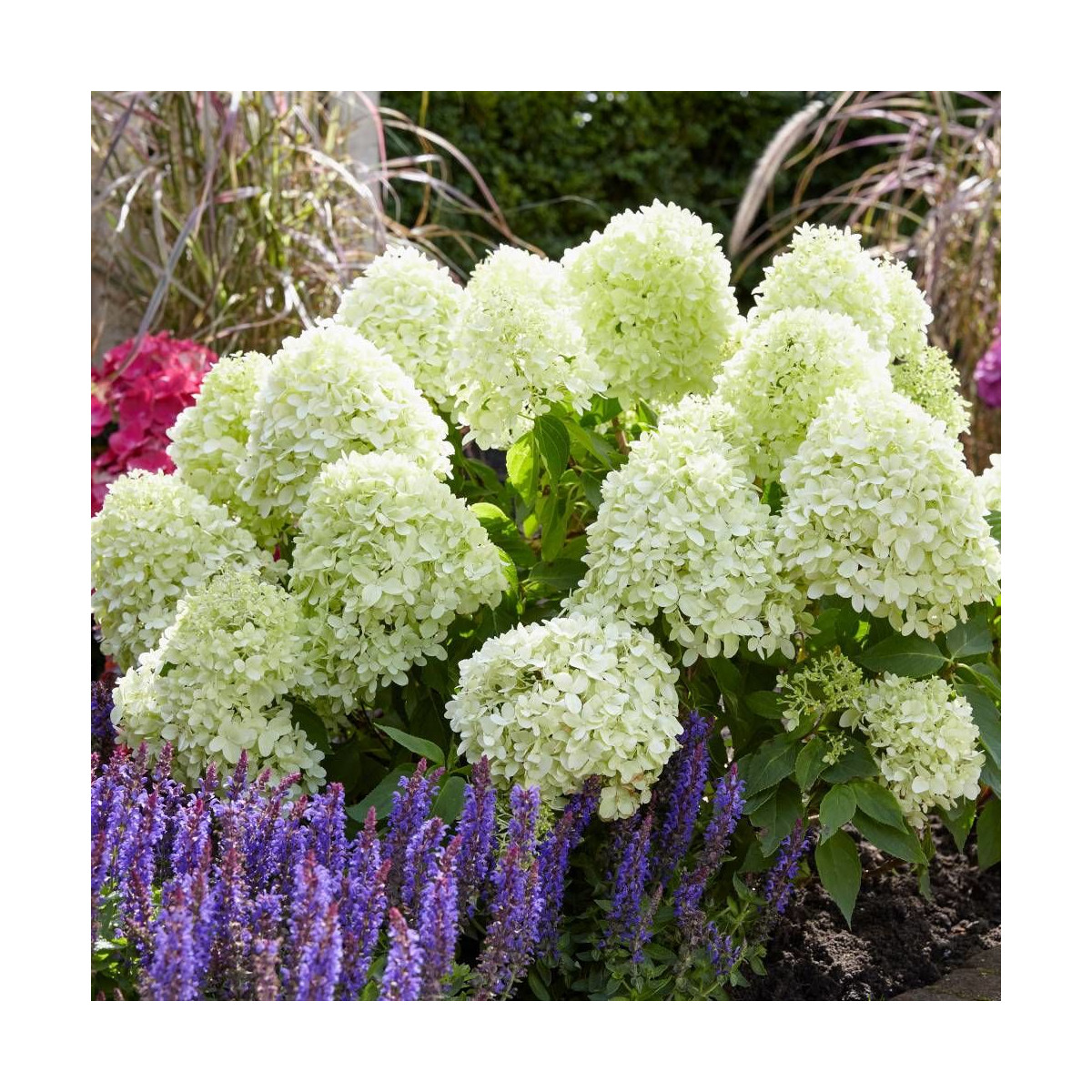 Hortensia paniculata Little Spooky® 'GRHP08', Hydrangea paniculata Hortensia paniculata Little Spooky® 'GRHP08', Hydrangea paniculata