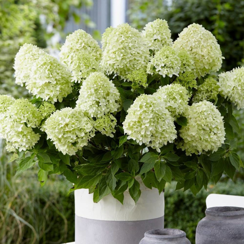 Hortensia paniculata Little Spooky® 'GRHP08', Hydrangea paniculata