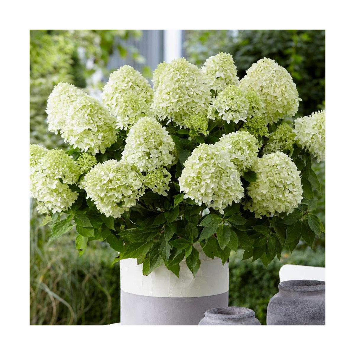 Hortensia paniculata Little Spooky® 'GRHP08', Hydrangea paniculata Hortensia paniculata Little Spooky® 'GRHP08', Hydrangea paniculata