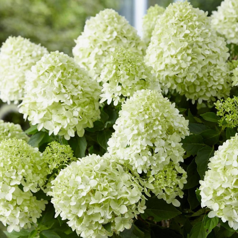 Hortensia paniculata Little Spooky® 'GRHP08', Hydrangea paniculata