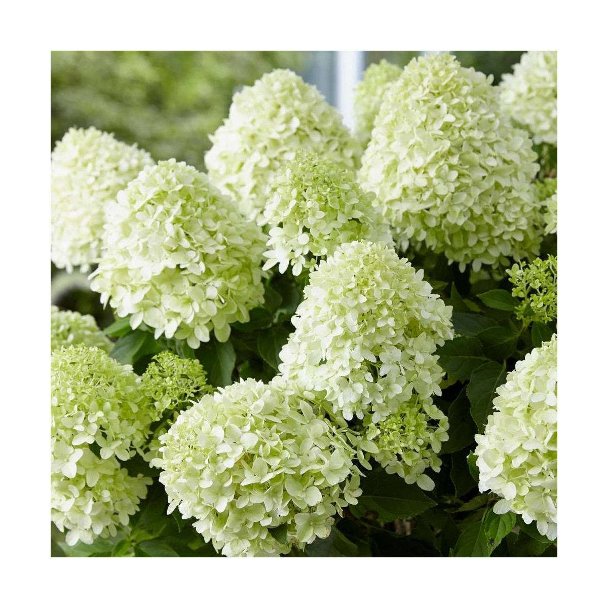 Hortensia paniculata Little Spooky® 'GRHP08', Hydrangea paniculata Hortensia paniculata Little Spooky® 'GRHP08', Hydrangea paniculata