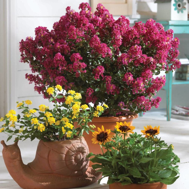 Lilas des Indes Berry Dazzle® 'Gamadvi', Lagerstroemia