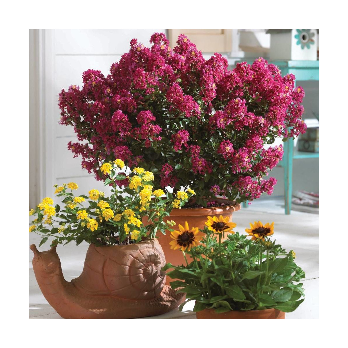 Lilas des Indes Berry Dazzle® 'Gamadvi', Lagerstroemia