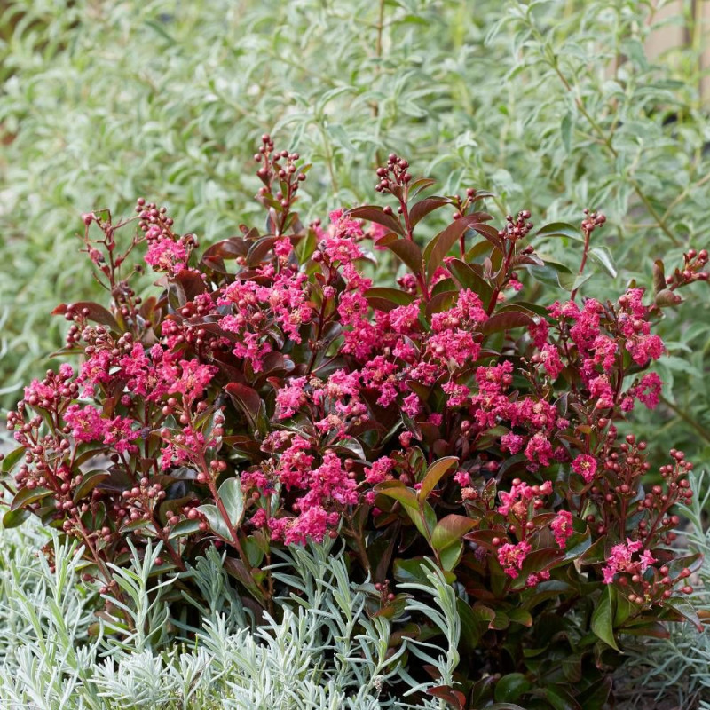 Lilas des Indes Berry Dazzle® 'Gamadvi', Lagerstroemia