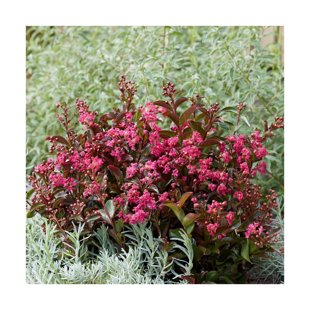 Lilas des Indes Berry Dazzle® 'Gamadvi', Lagerstroemia