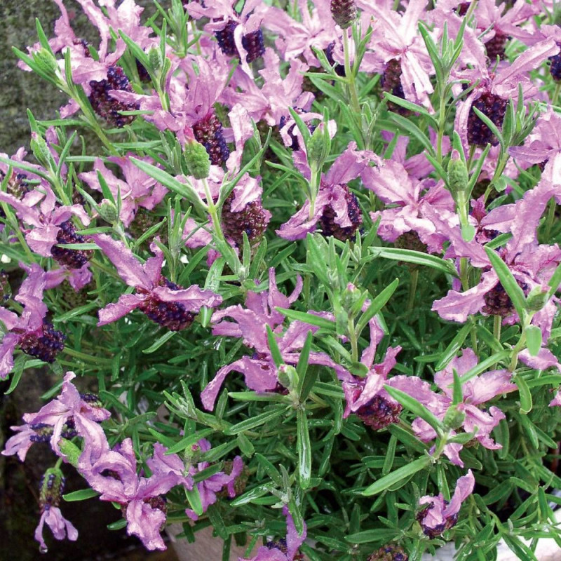 Lavande papillon Boysenberry Ruffles