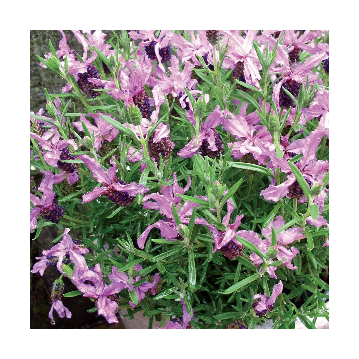 Lavande papillon Boysenberry Ruffles