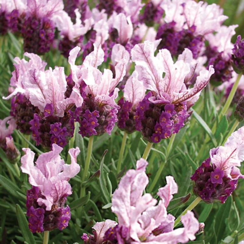 Lavande papillon Boysenberry Ruffles