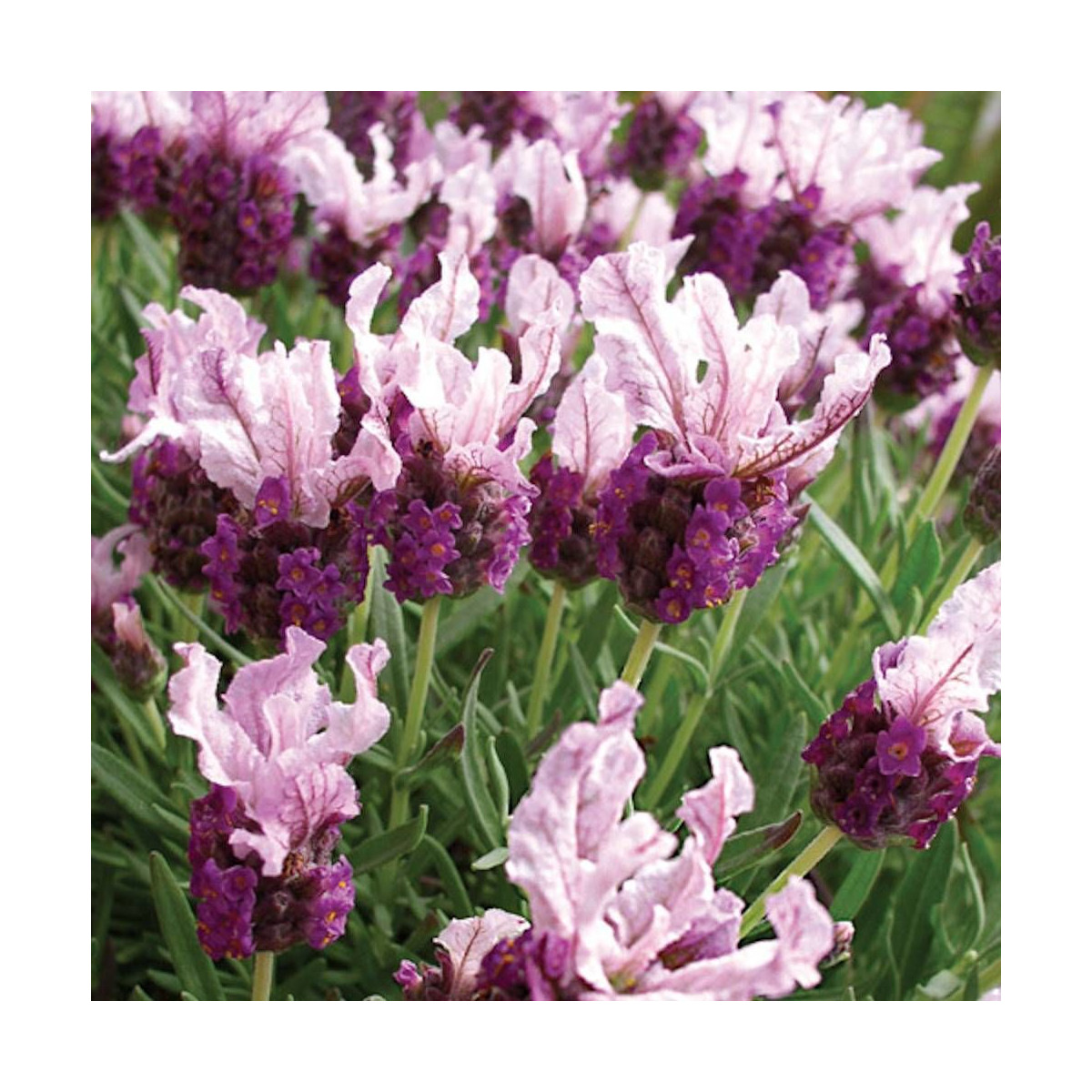 Lavande papillon Boysenberry Ruffles