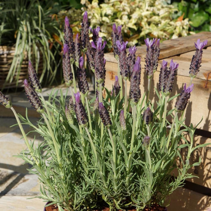 Lavande papillon Lusi purple® 'Ber2010-05'