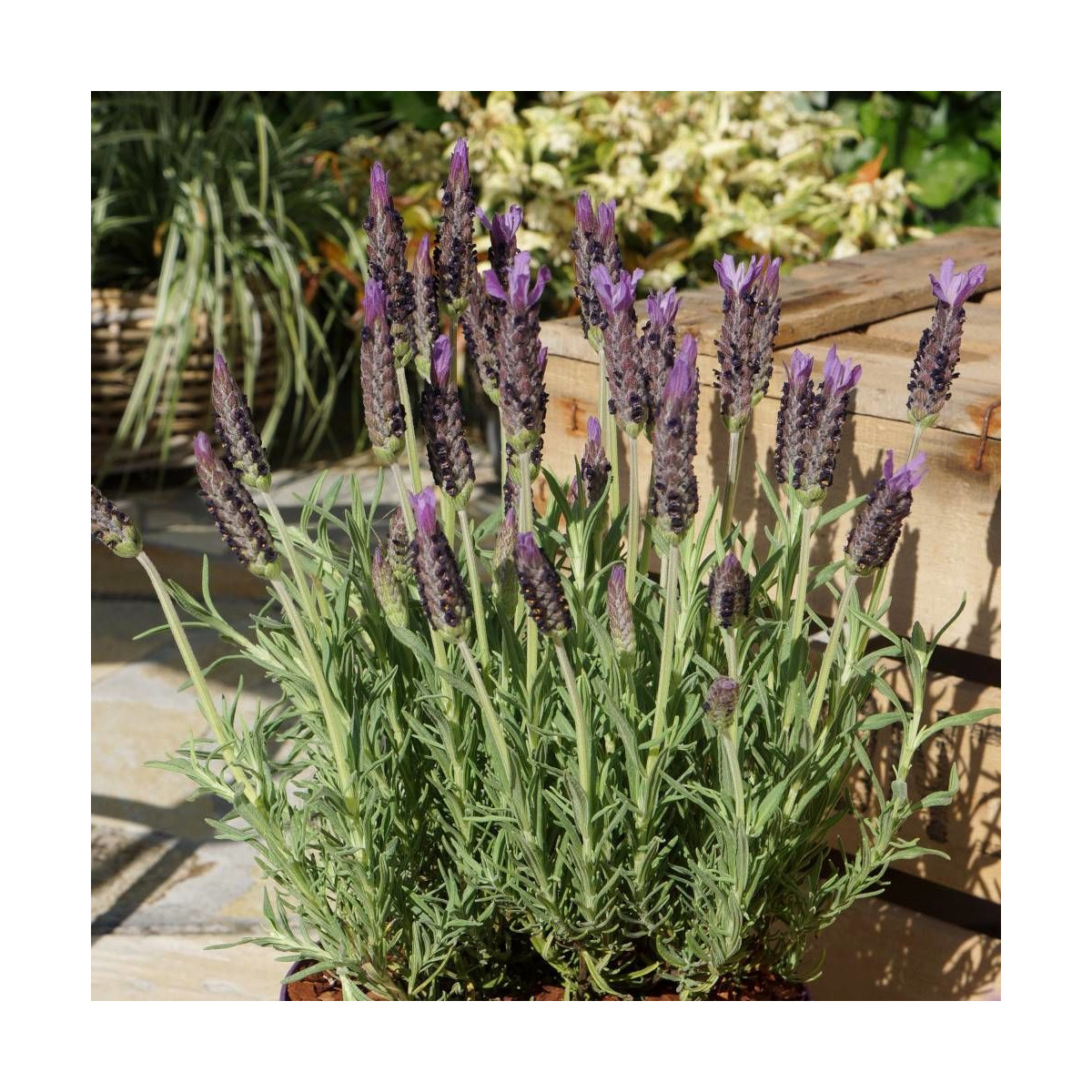 Lavande papillon Lusi purple® 'Ber2010-05'