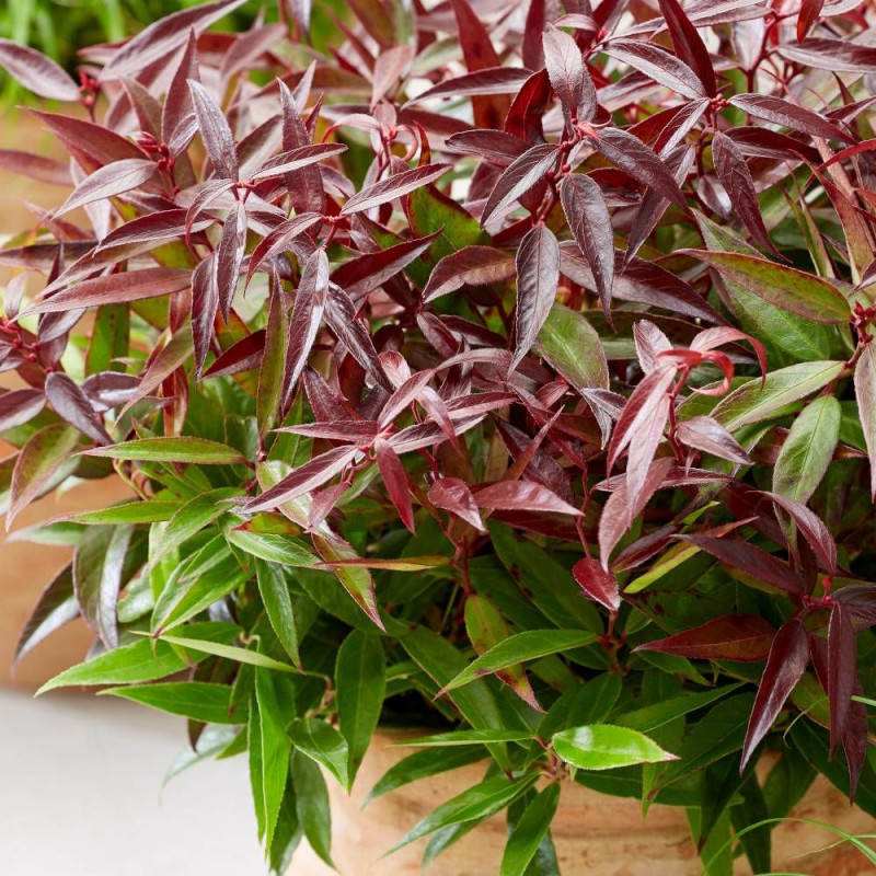 Leucothoe Burning Love® 'Opstal 50', Fleur de perle