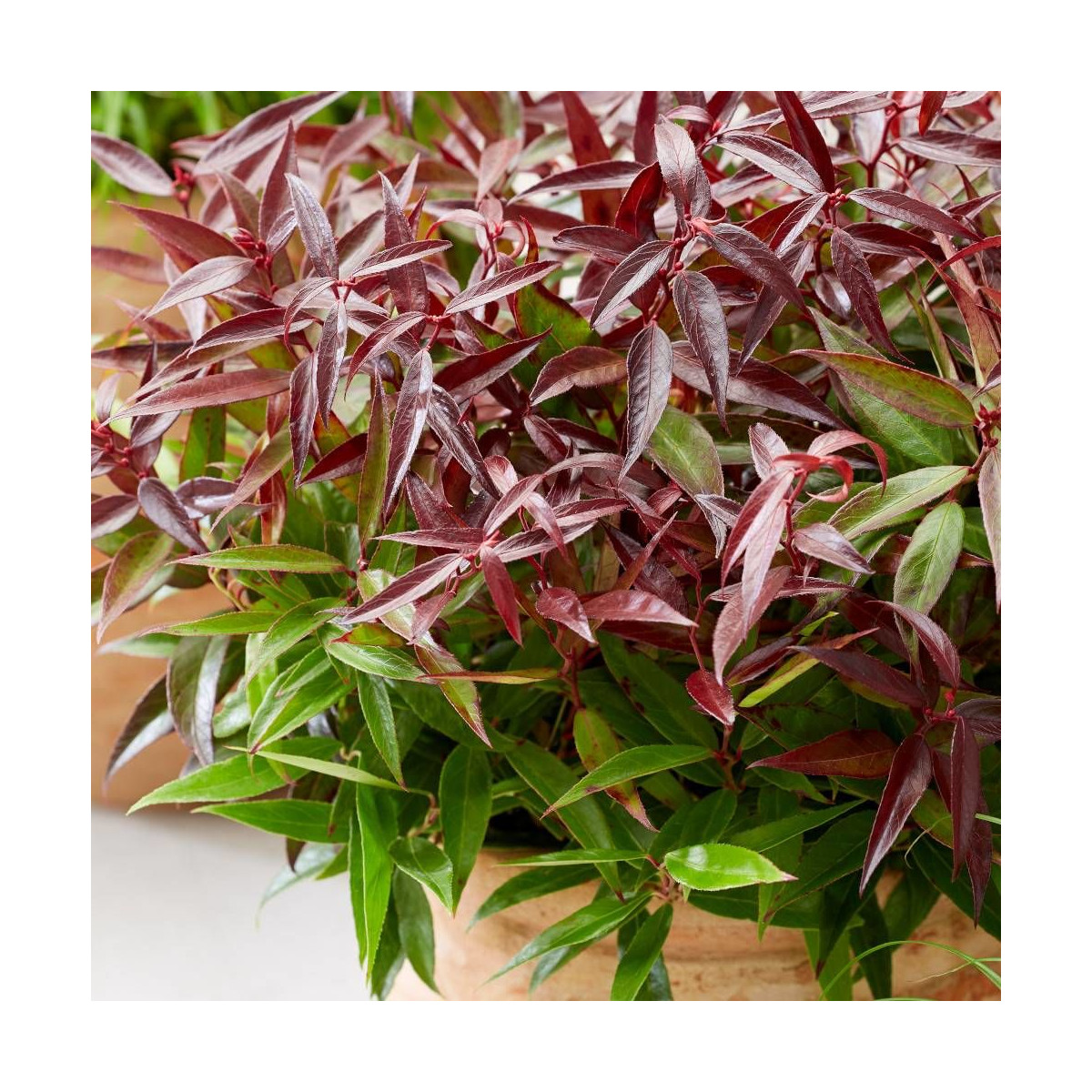 Leucothoe Burning Love® 'Opstal 50', Fleur de perle