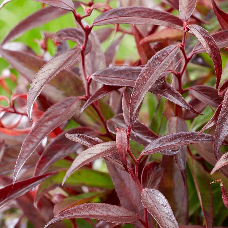 Leucothoe Burning Love® 'Opstal 50', Fleur de perle