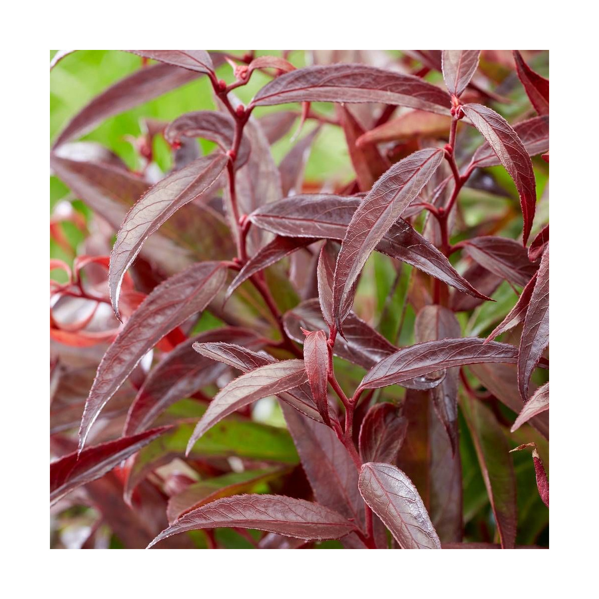 Leucothoe Burning Love® 'Opstal 50', Fleur de perle