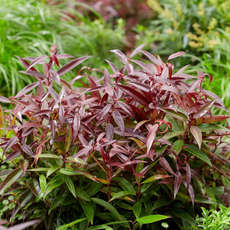 Leucothoe Burning Love® 'Opstal 50', Fleur de perle