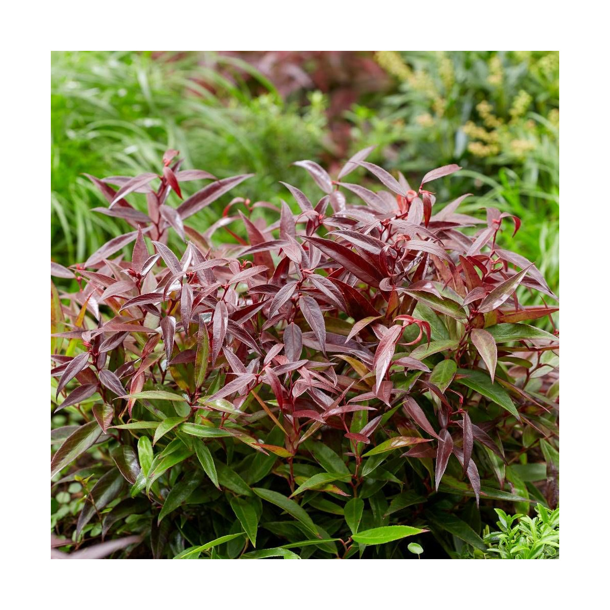 Leucothoe Burning Love® 'Opstal 50', Fleur de perle