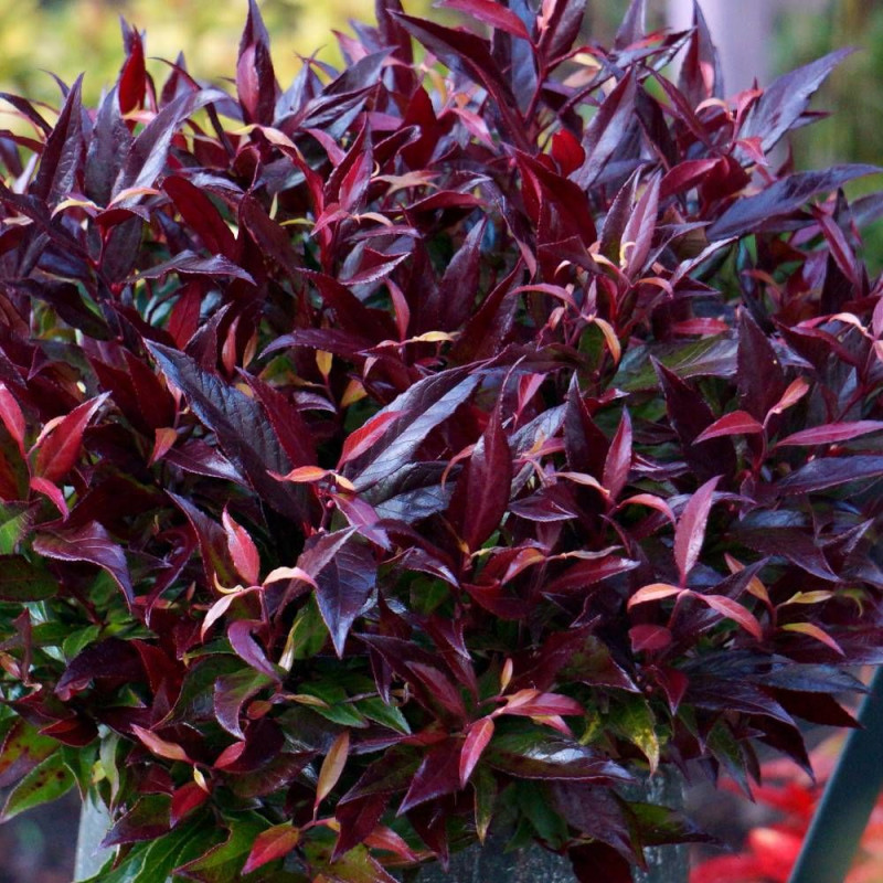 Leucothoe Red Lips® 'Lipsbolwi', Fleur de perle