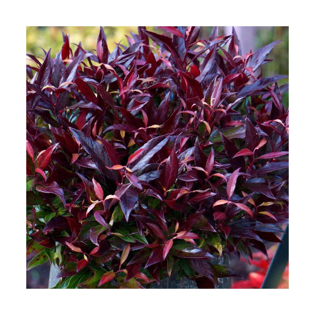 Leucothoe Red Lips® 'Lipsbolwi', Fleur de perle Leucothoe Red Lips® 'Lipsbolwi', Fleur de perle