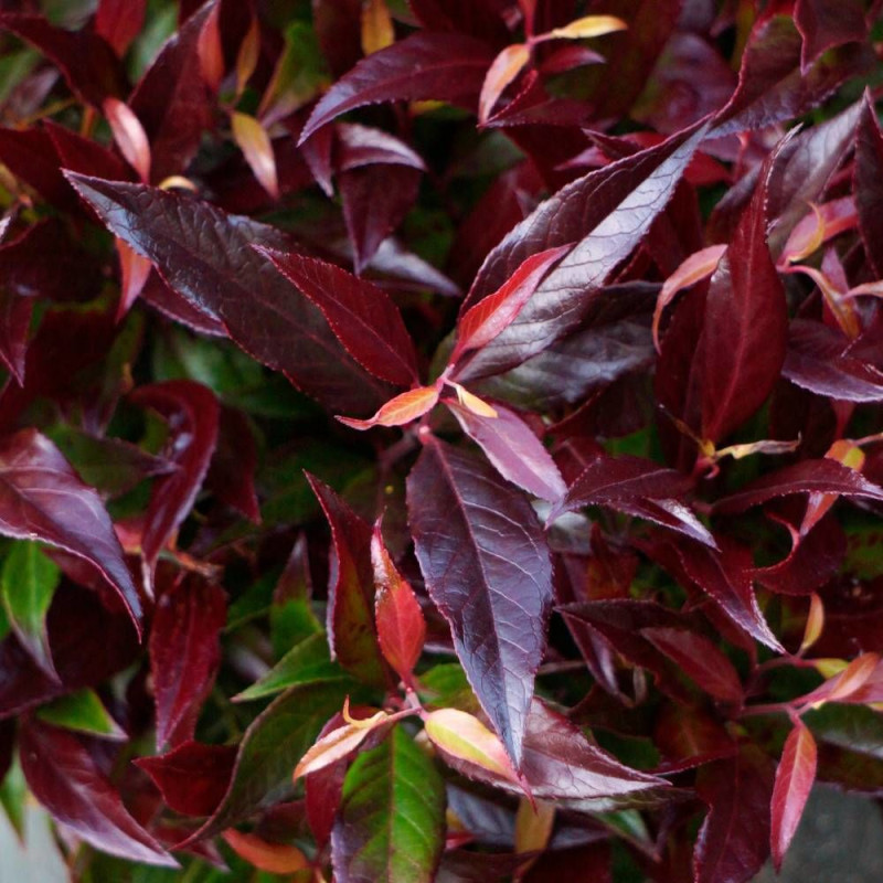 Leucothoe Red Lips® 'Lipsbolwi', Fleur de perle