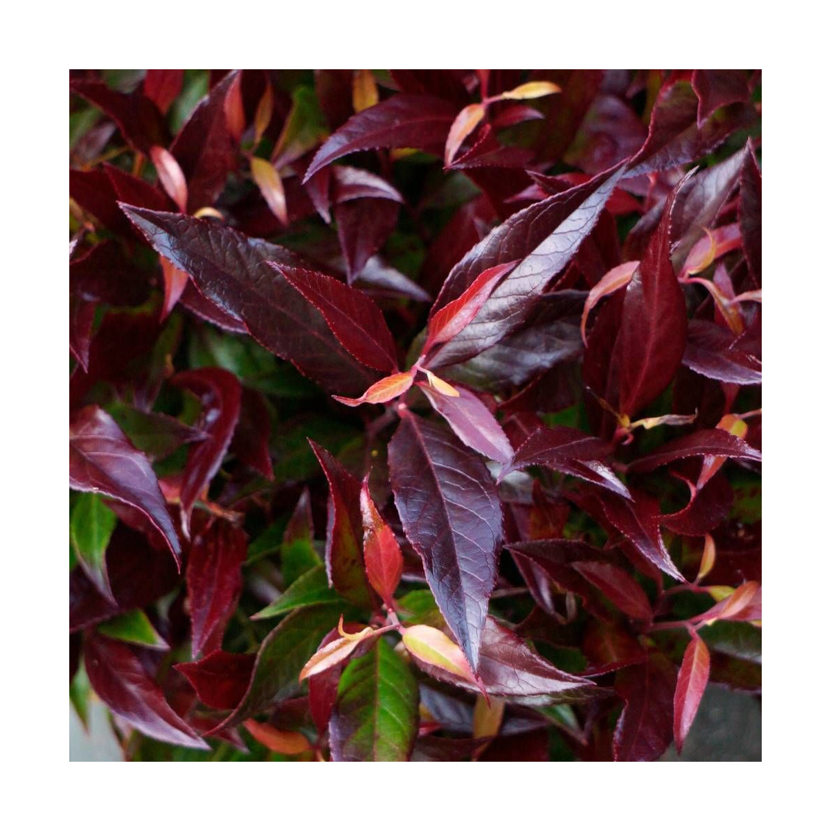 Leucothoe Red Lips® 'Lipsbolwi', Fleur de perle Leucothoe Red Lips® 'Lipsbolwi', Fleur de perle