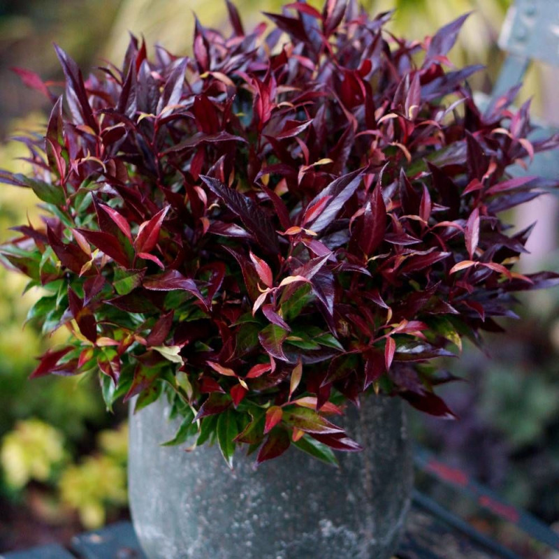 Leucothoe Red Lips® 'Lipsbolwi', Fleur de perle