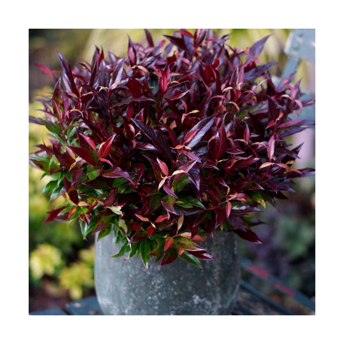 Leucothoe Red Lips® 'Lipsbolwi', Fleur de perle Leucothoe Red Lips® 'Lipsbolwi', Fleur de perle