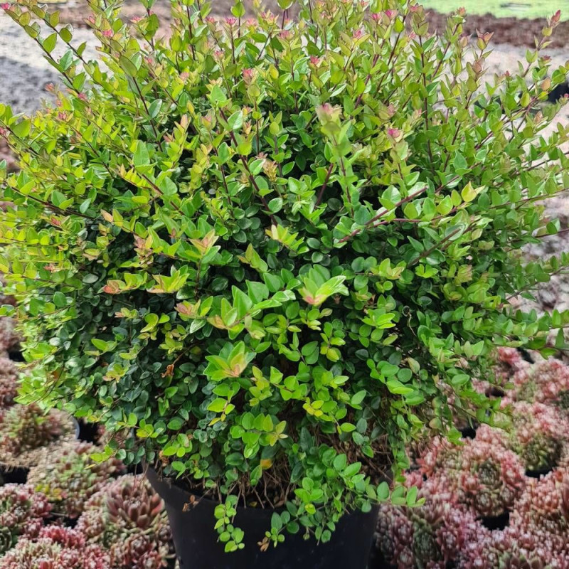 Chèvrefeuille Garden Clouds® Copper Glow 'GRLN03'