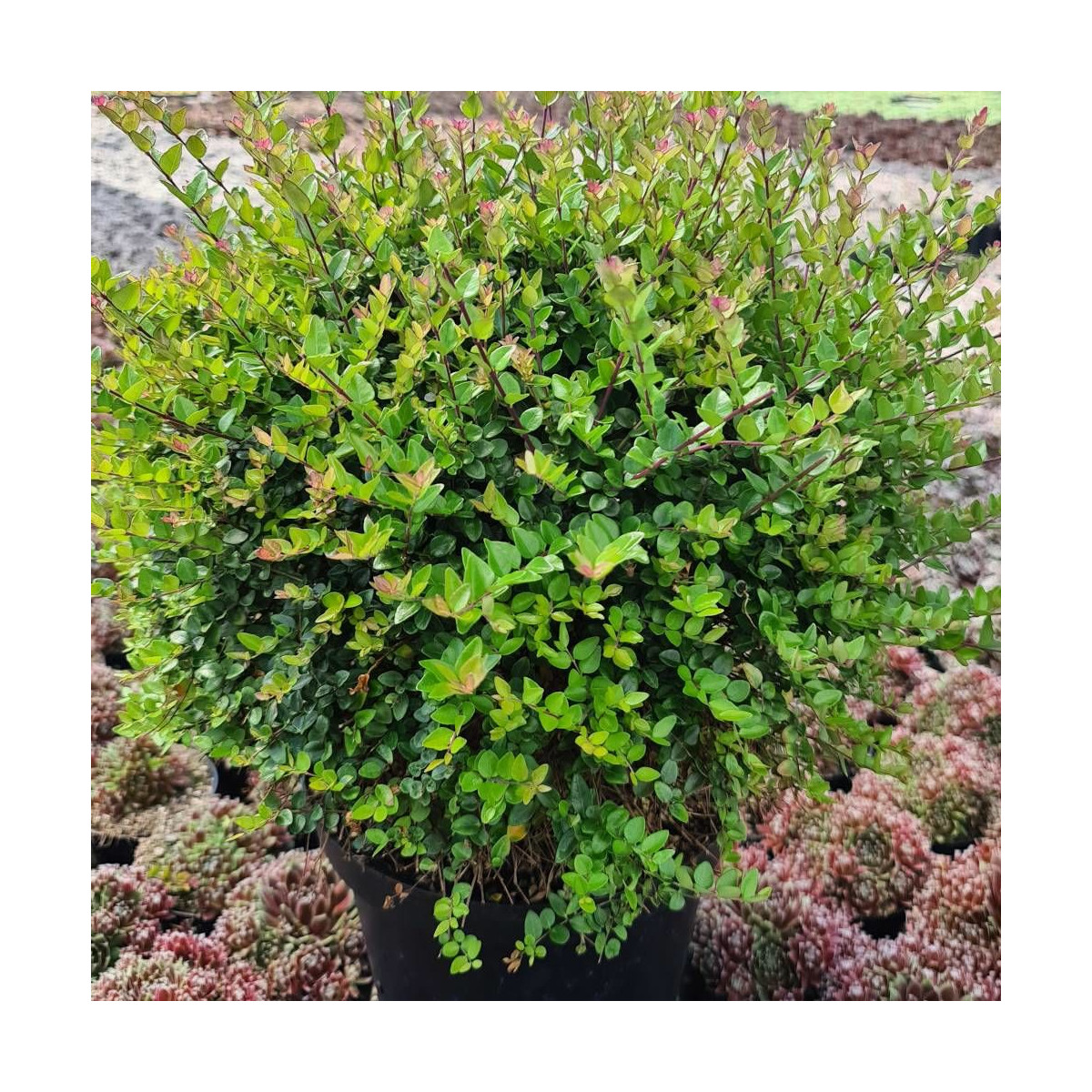 Chèvrefeuille Garden Clouds® Copper Glow 'GRLN03'