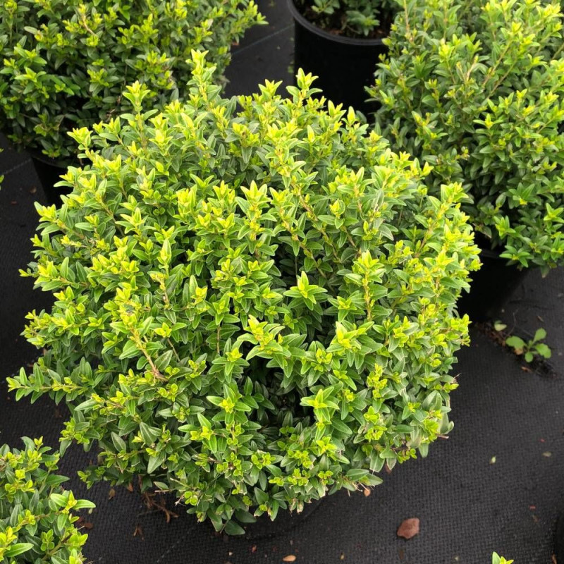 Chèvrefeuille arbustif Garden Clouds® Green Breeze 'GRLN01', Lonicera