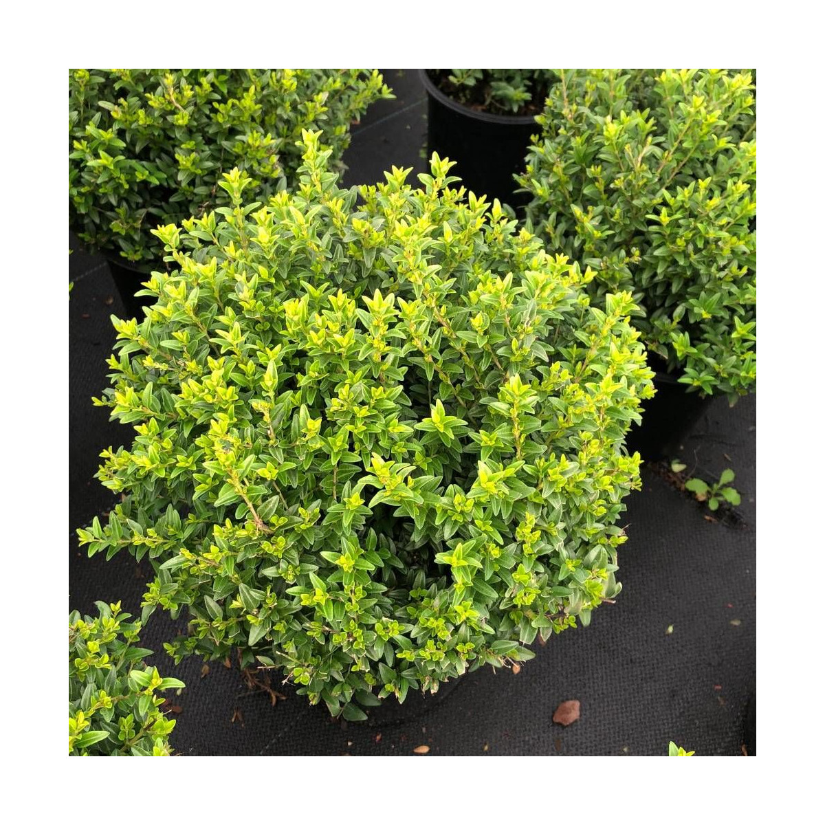 Chèvrefeuille Garden Clouds® Green Breeze 'GRLN01