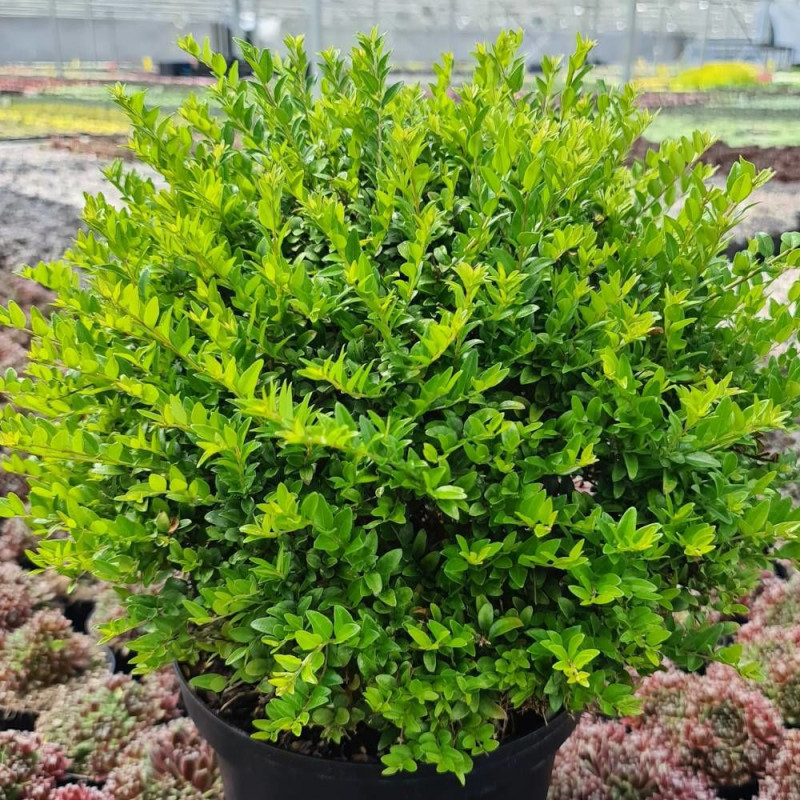 Chèvrefeuille Garden Clouds® Green Breeze 'GRLN01