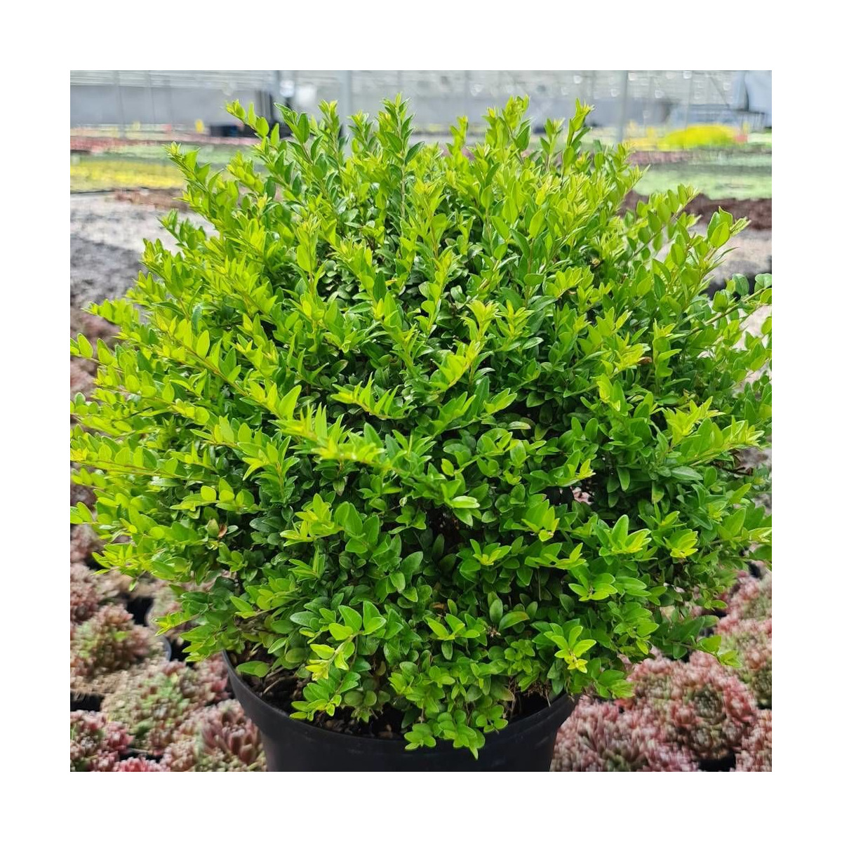 Chèvrefeuille Garden Clouds® Green Breeze 'GRLN01