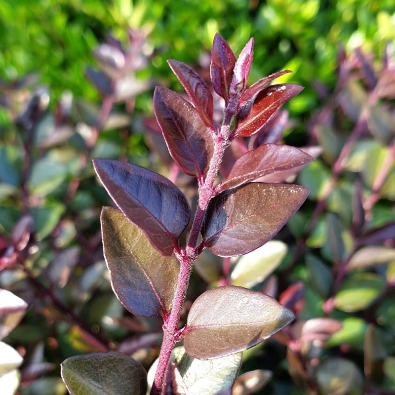 Chèvrefeuille arbustif Garden Clouds® Purple Storm 'GRLN02', Lonicera