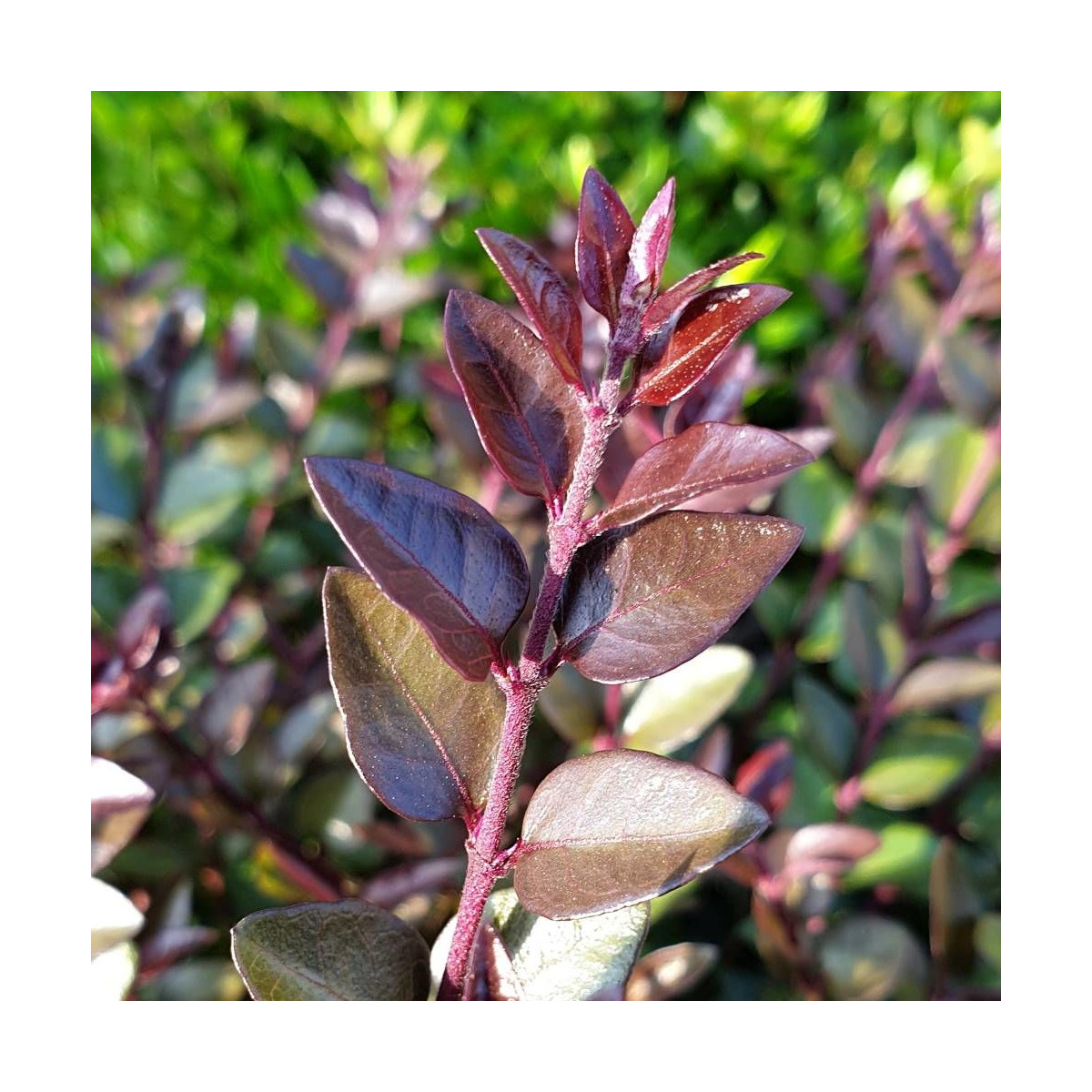 Chèvrefeuille arbustif Garden Clouds® Purprle Storm 'GRLN02', Lonicera