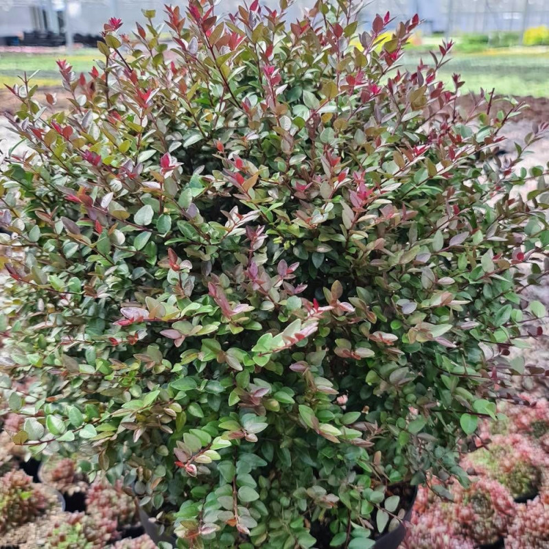 Chèvrefeuille arbustif Garden Clouds® Purple Storm 'GRLN02', Lonicera