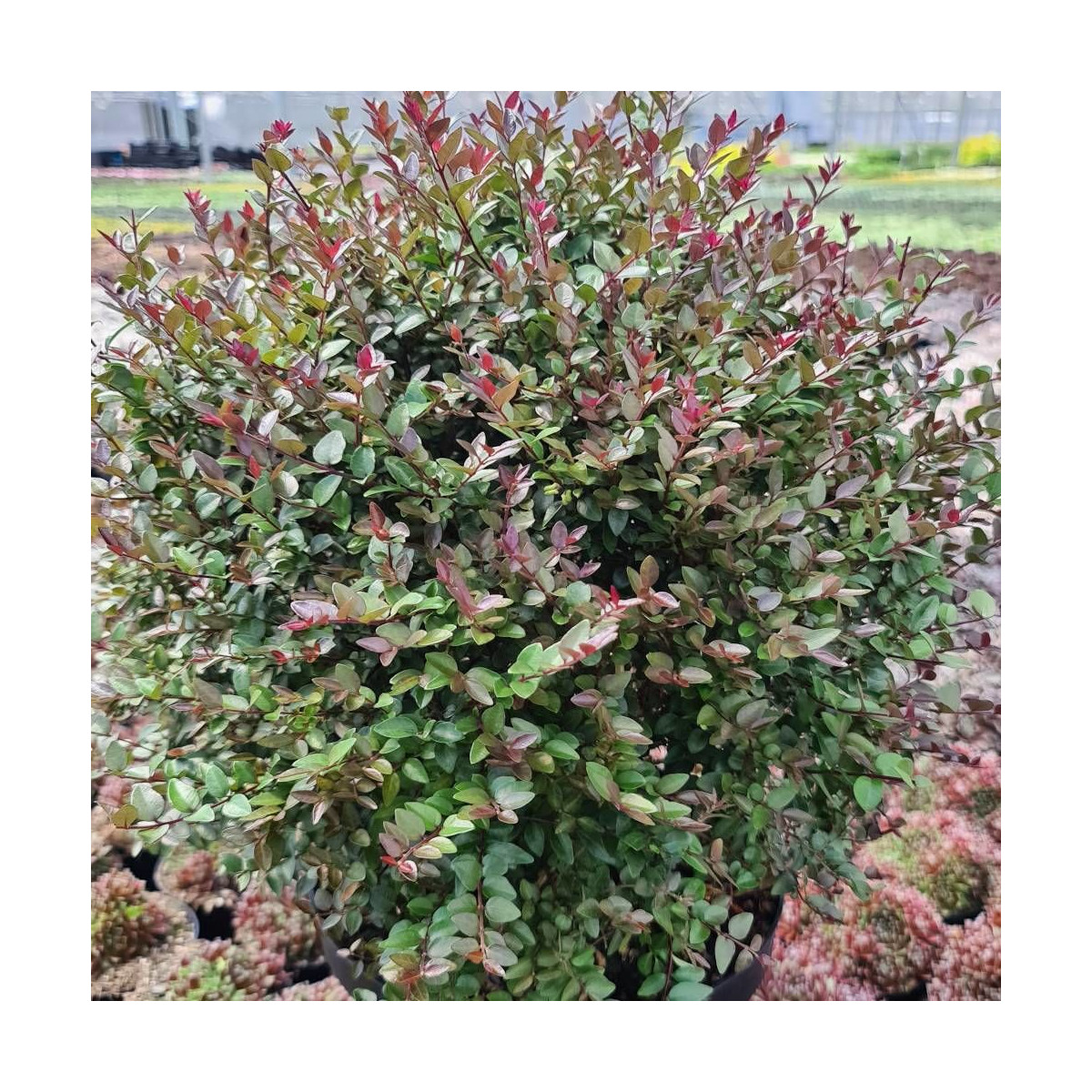 Chèvrefeuille arbustif Garden Clouds® Purprle Storm 'GRLN02', Lonicera