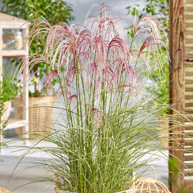 Miscanthus, Roseau de Chine Silver Cloud® 'EMPMIS03'