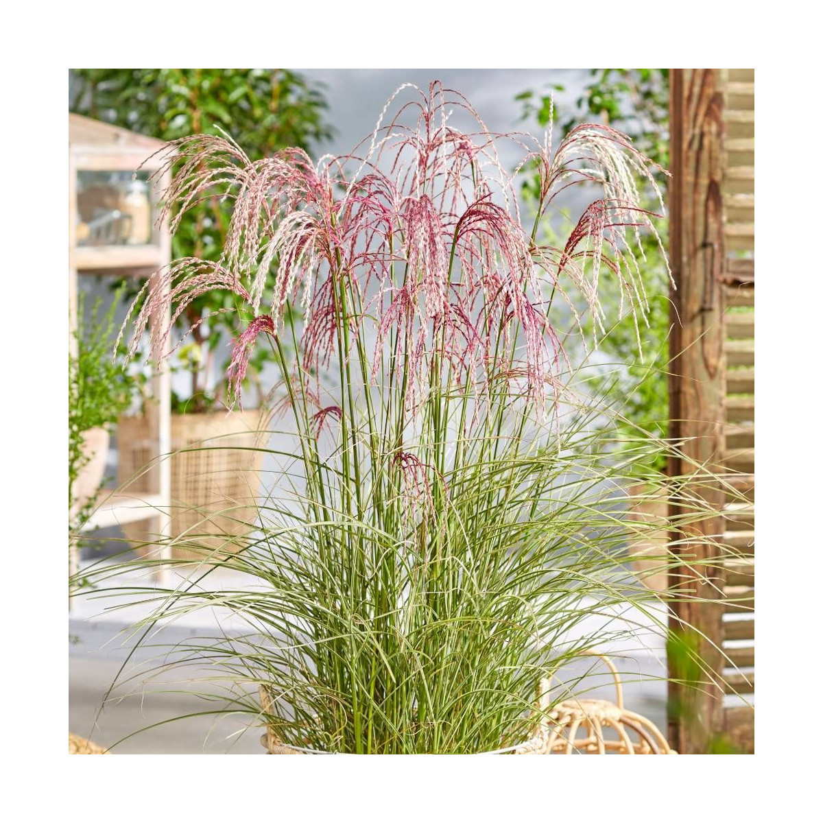 Miscanthus, Roseau de Chine Silver Cloud® 'EMPMIS03'