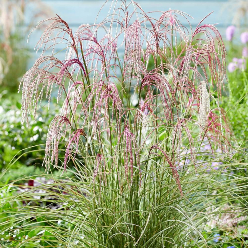 Miscanthus, Roseau de Chine Silver Cloud® 'EMPMIS03'