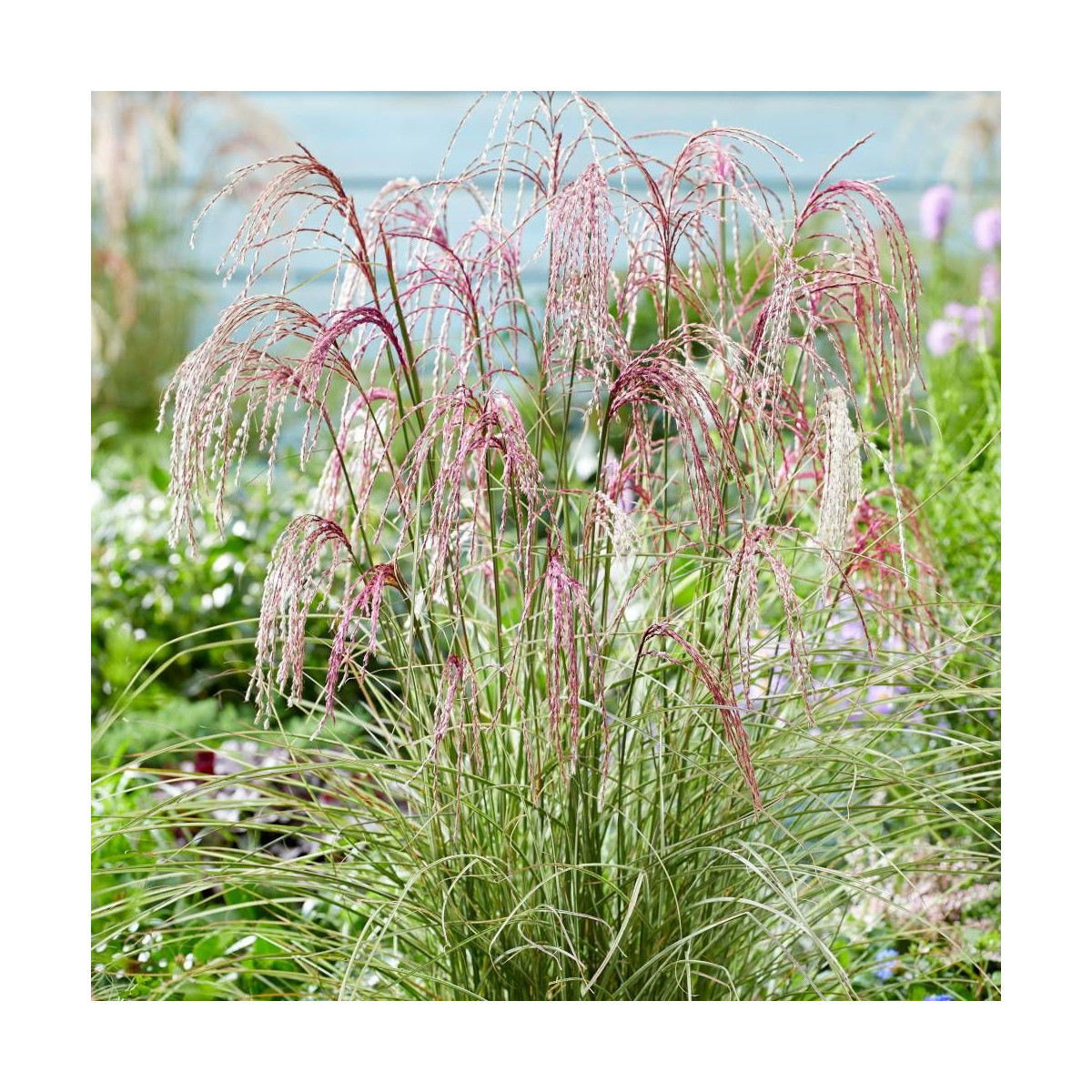 Miscanthus, Roseau de Chine Silver Cloud® 'EMPMIS03'