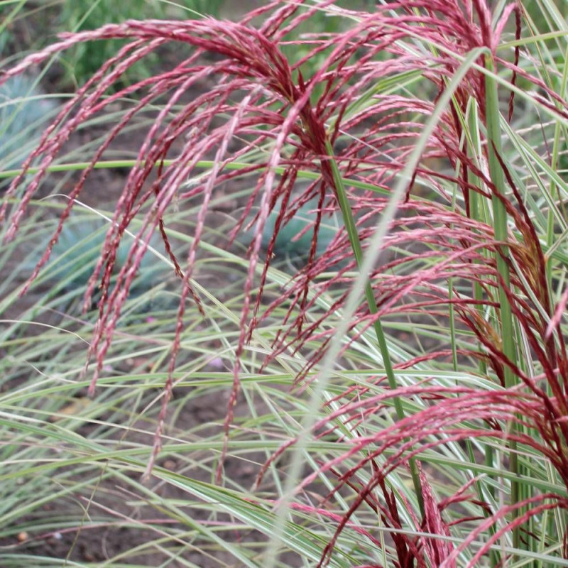 Miscanthus, Roseau de Chine Silver Cloud® 'EMPMIS03'