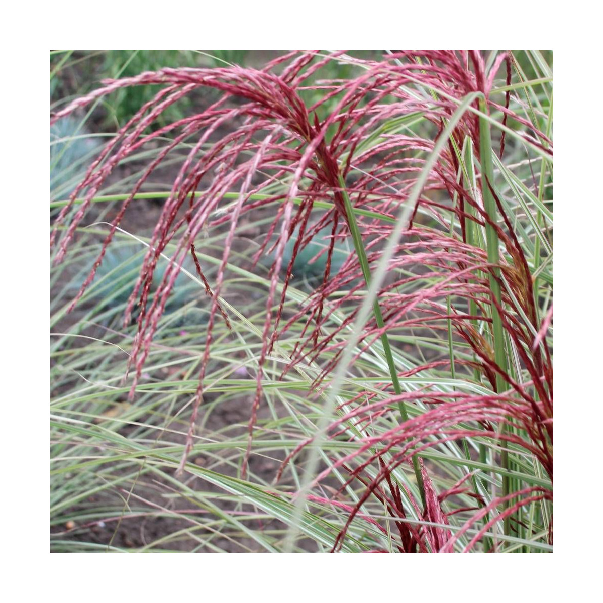 Miscanthus, Roseau de Chine Silver Cloud® 'EMPMIS03'