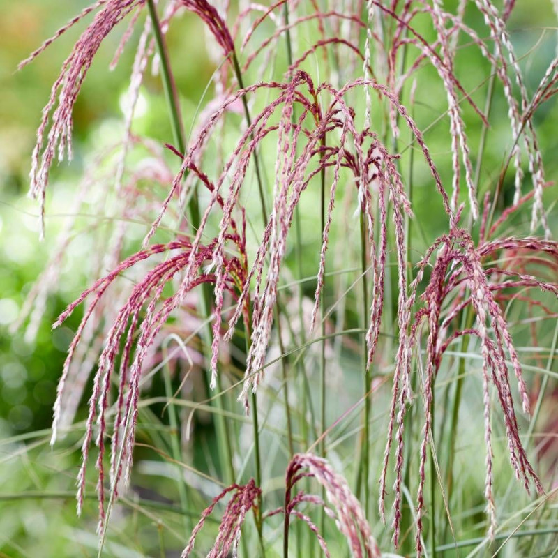 Miscanthus, Roseau de Chine Silver Cloud® 'EMPMIS03'