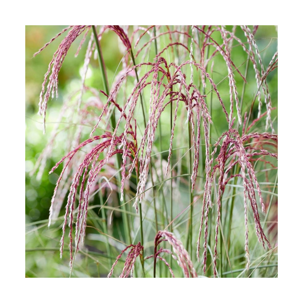 Miscanthus, Roseau de Chine Silver Cloud® 'EMPMIS03'