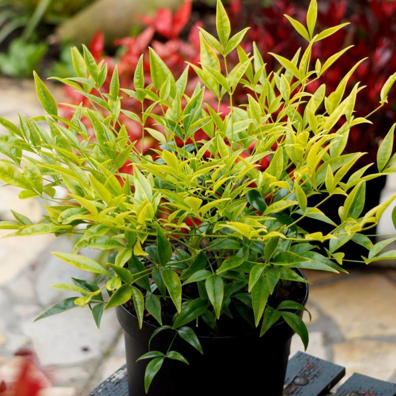 Bambou sacré Brightlight® 'Selten004', Nandina