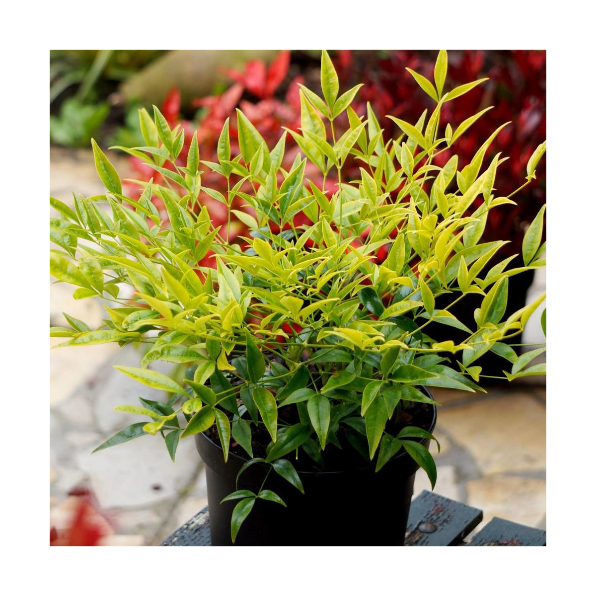 Bambou sacré Brightlight® 'Selten004', Nandina